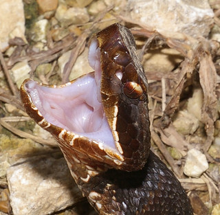 Cottonmouth, Tennessee