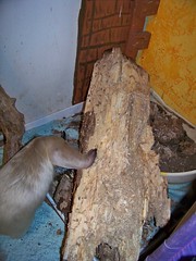 Pua's big log