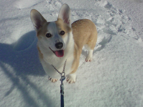 雪で嬉しい愛犬ココ