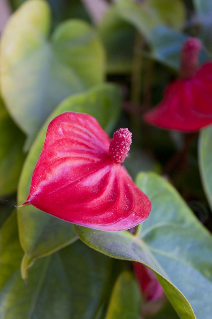 red calla lily