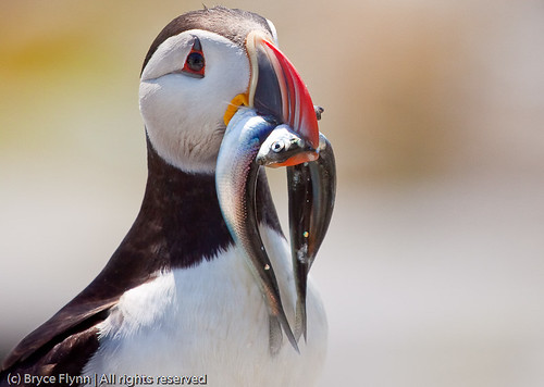 Puffin with herring for its hatchling by Bryce Flynn.