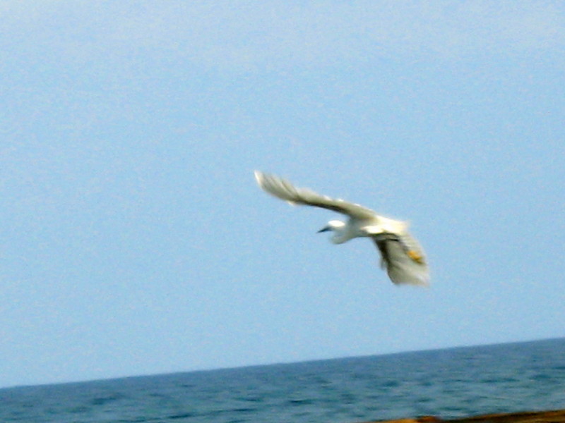 5-9-2009-fly-away