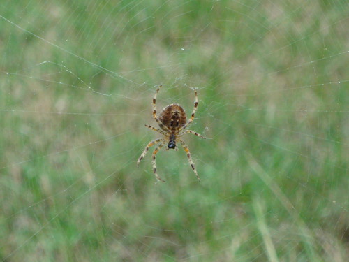 Hello, Mister Spider