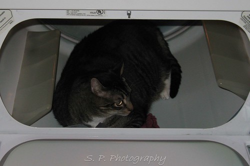 Wonder cat in the dryer