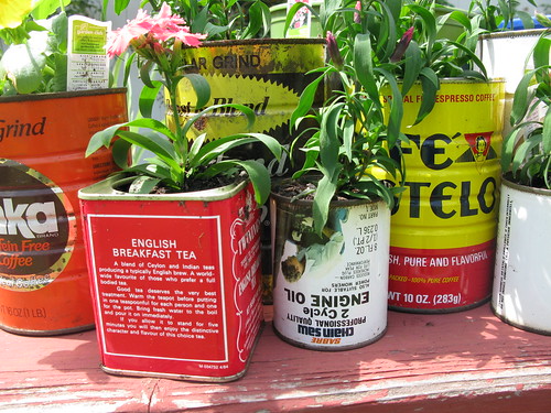 flowers in tin cans