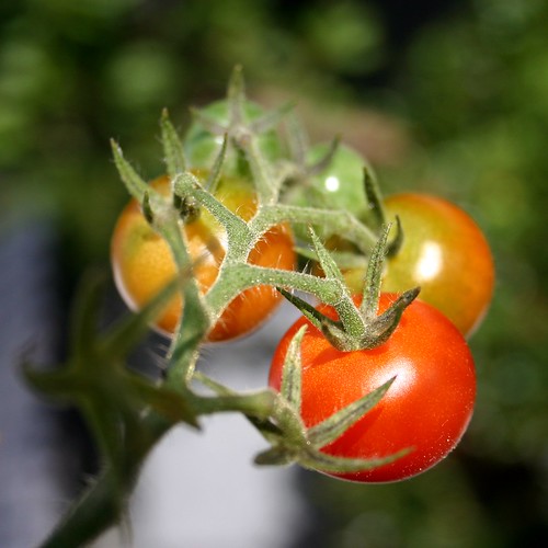 Red tomatoes I