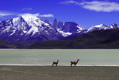 フリー画像|動物写真|哺乳類|ラマ|山の風景|湖の風景|チリ風景|フリー素材|