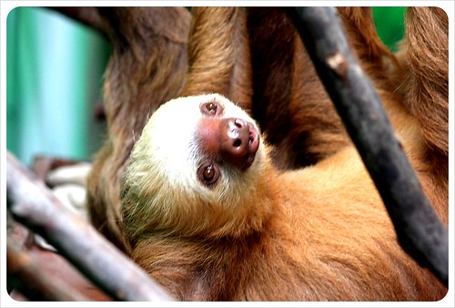 two fingered sloth in Monteverde Costa Rica