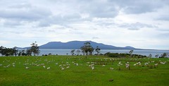 Sheep, Maria Island in the background