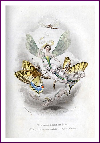 008-Les Papillons, métamorphoses terrestres des peuples de l'air- Pierre Amédée Varin