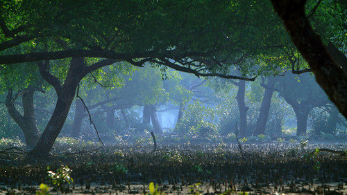 Kewrashuti, Sundarban