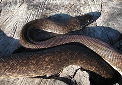 Savu Python - Animals Pictures - Photos
