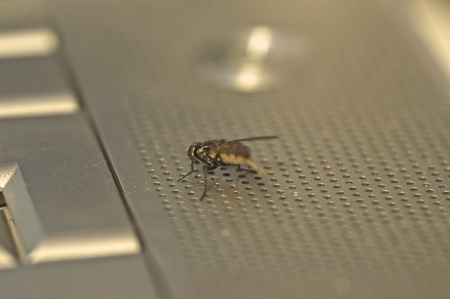 mosca informática