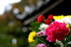 Flowers and Chionen Temple