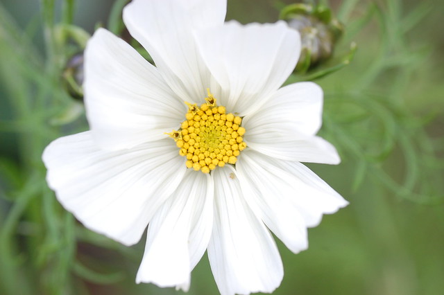 White cosmos flower with yellow centre
