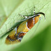 Pretty Micro Moth