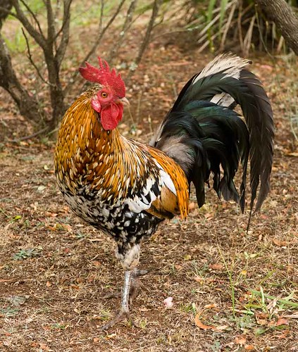 Jungle Fowl Rooster