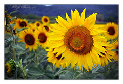 France, Sunflowers at Beynac