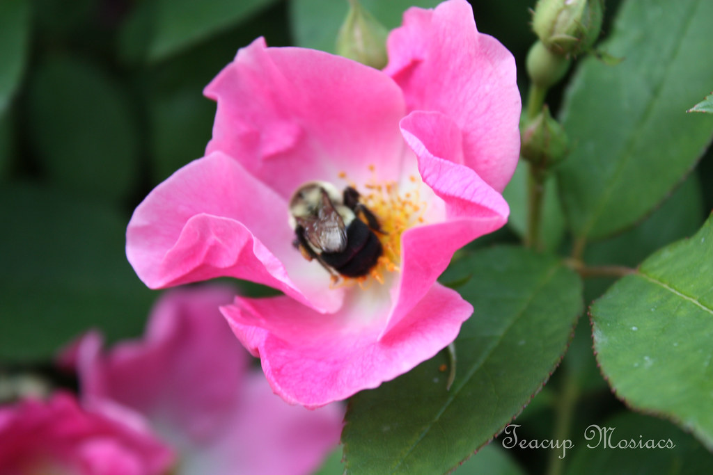 Bumble-Bee-Happiness