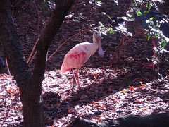 pink spoonbill