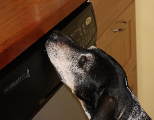 even the hound can tell a good counter when she smells it