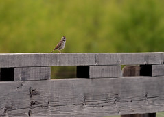 Song Sparrow on Bridge DSC_7443