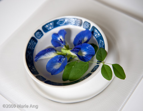 Blue pea flower (Clitoria ternatea)