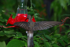 Giant Hummingbird (Patagona gigas) 9