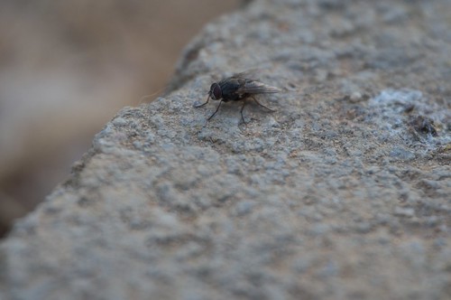mosca común