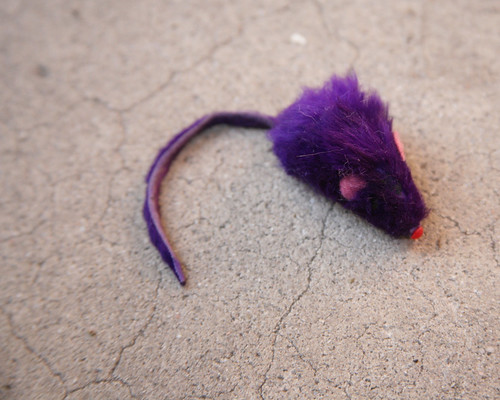 The Purple Mouse (before)