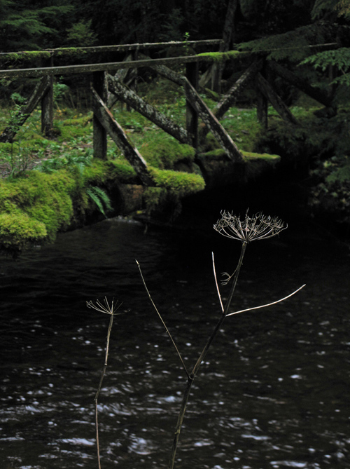 dead wild celery plant near a creek, Kasaan, Alaska