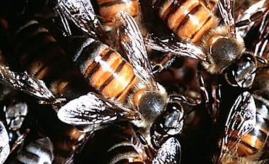 a96835_a514_bee-attack.jpg