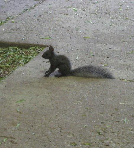 Squirrel 025