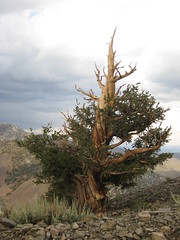 Gnarly Bristlecone Pine