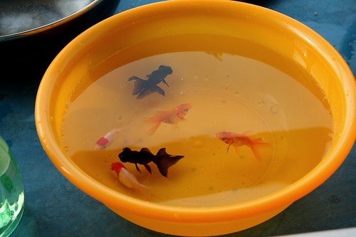 goldfish eggs fertilized. Gold Fish