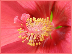 Giant hibiscus' macro world
