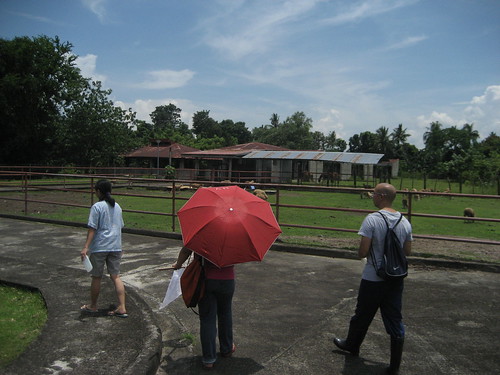 We enter Tabon's barns. Horses and sheep were present today.