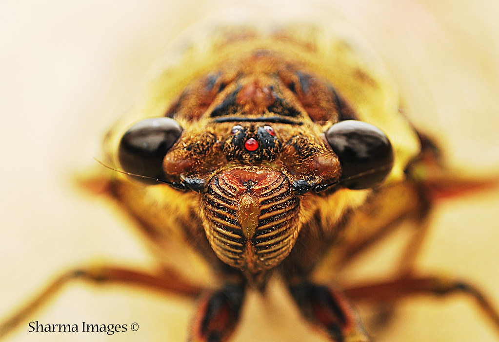 Cicada - Front Profile