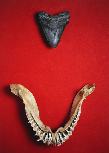 shark teeth images. Shark#39;s Teeth