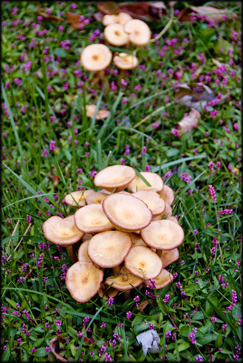 lawn-mushrooms
