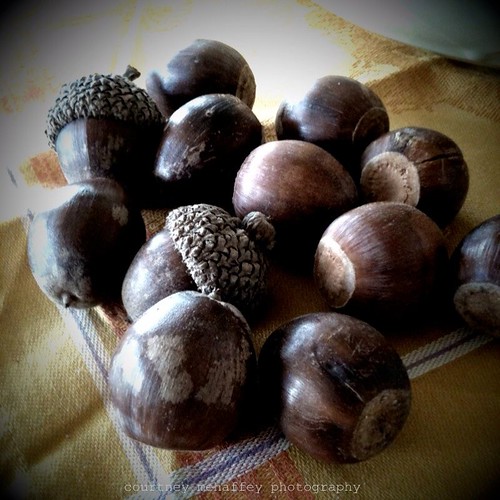 acorn cluster