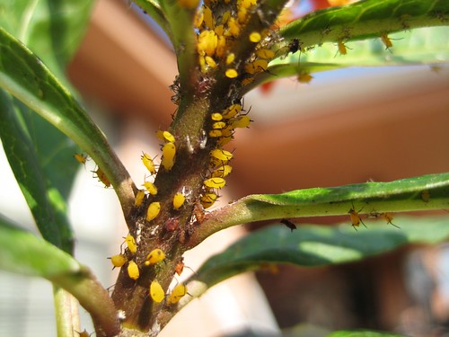 yellow aphid infestation