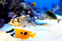 Mr. Cuttlefish, Toba Aquarium