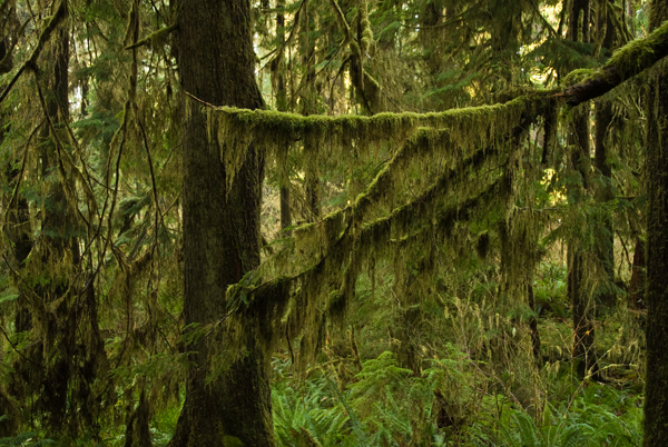 Quinault rainforest 