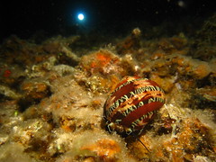 Nice and colourful Hermit Crab