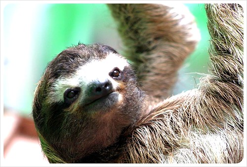 sloth sanctuary Monteverde Costa Rica
