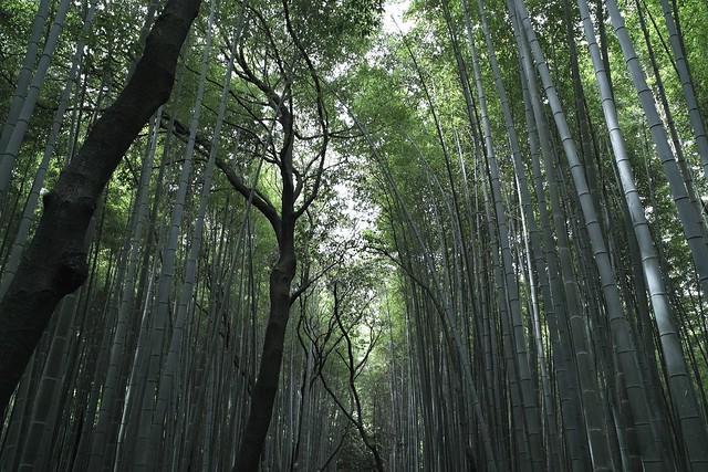 Bamboo Grove in Sagano