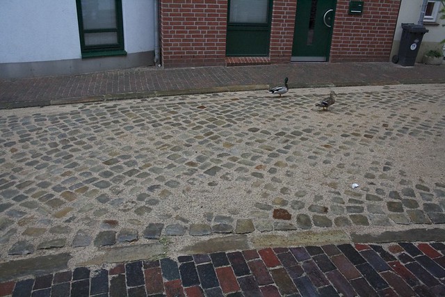 Ducks in Lüneburg