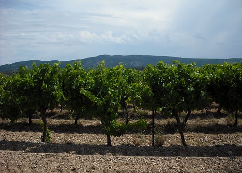 Vine Fields outside the Domaine de Barthe Gites, Douzens, France