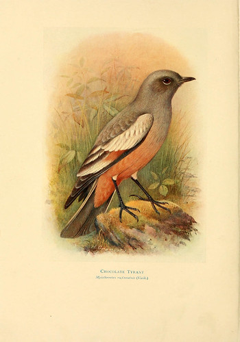 019- Chocolate atrapamoscas-Birds of La Plata  1920